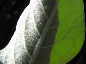 Wollbluetiger Nachtschatten Blatt gruen Solanum mauritianum 02