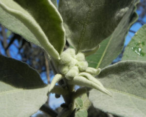 Wollbluetiger Nachtschatten Blatt gruen Solanum mauritianum 08