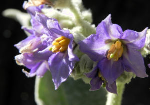 Wollbluetiger Nachtschatten Bluete lila Solanum mauritianum 03