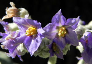 Wollbluetiger Nachtschatten Bluete lila Solanum mauritianum 04