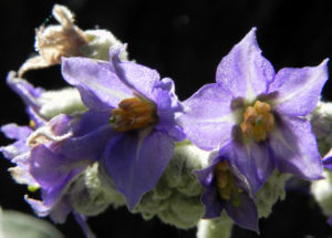 Wollbluetiger Nachtschatten Bluete lila Solanum mauritianum 05