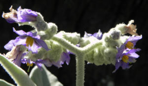 Wollbluetiger Nachtschatten Bluete lila Solanum mauritianum 06