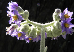 Wollbluetiger Nachtschatten Bluete lila Solanum mauritianum 07