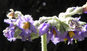Wollbluetiger Nachtschatten Bluete lila Solanum mauritianum 08