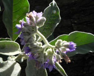 Wollbluetiger Nachtschatten Bluete lila Solanum mauritianum 10