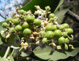 Wollbluetiger Nachtschatten Frucht gruen Solanum mauritianum 01