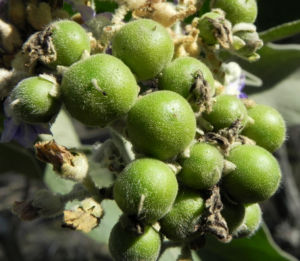 Wollbluetiger Nachtschatten Frucht gruen Solanum mauritianum 02