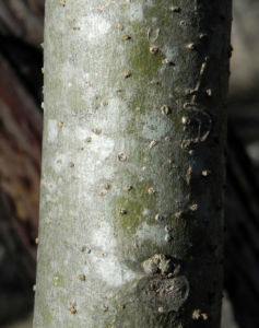 Wollbluetiger Nachtschatten Rinde silber gruen Solanum mauritianum 01