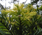 Wollemie Baum Nadel gruen Wollemia nobilis 09