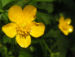 Zurück zum kompletten Bilderset Wolliger Hahnenfuß Blüte gelb Ranunculus lanuginosus