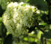 Zurück zum kompletten Bilderset Wolliger Schneeball Blütendolde weiß Viburnum-lantana