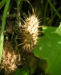 Zurück zum kompletten Bilderset Wrights Stachelgurke Blatt Frucht Blüte weiß - Echinopepon wrightii