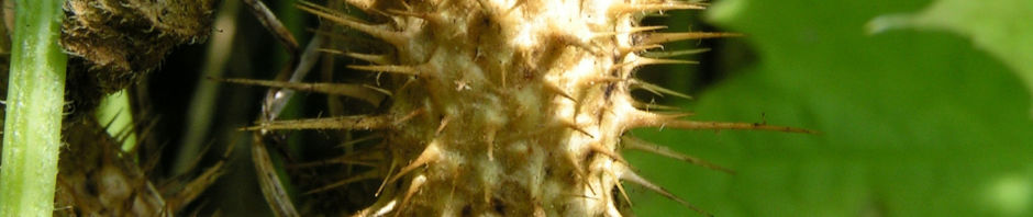 Anklicken um das ganze Bild zu sehen  Wrights Stachelgurke Blatt Frucht Blüte weiß - Echinopepon wrightii