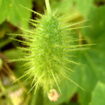 Wrights Stachelgurke Blatt Frucht Bluete weiss Echinopepon wrightii 03