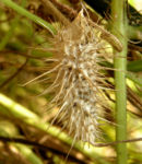 Wrights Stachelgurke Blatt Frucht Bluete weiss Echinopepon wrightii 05