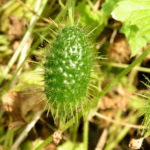 Wrights Stachelgurke Blatt Frucht Bluete weiss Echinopepon wrightii 08