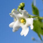 Wrights Stachelgurke Blatt Frucht Bluete weiss Echinopepon wrightii 09