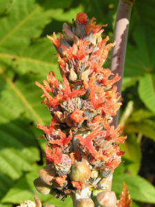 Wunderbaum Rizinus Blatt Bluete Frucht rot Ricinus communis 01