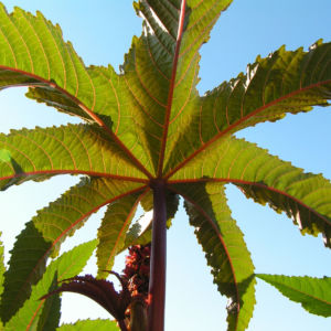 Wunderbaum Rizinus Blatt Bluete Frucht rot Ricinus communis 07