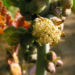 Zurück zum kompletten Bilderset Wunderbaum Rizinus Blatt Blüte Frucht rot Ricinus communis