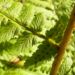 Zurück zum kompletten Bilderset Wurmfarn - Dryopteris