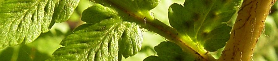 Anklicken um das ganze Bild zu sehen  Wurmfarn - Dryopteris