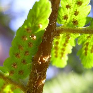 Wurmfarn Dryopteris 02