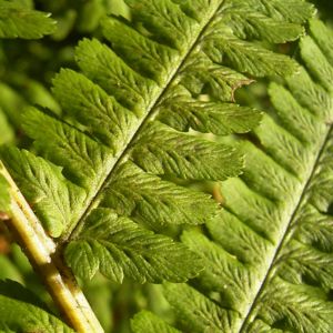 Wurmfarn Dryopteris 04