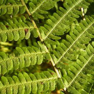 Wurmfarn Dryopteris 05