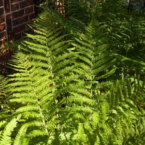 Wurmfarn Dryopteris 06
