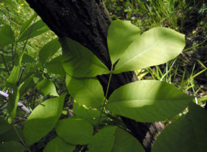 Zapfennuss Blatt gruen Platycarya strobilacea 01