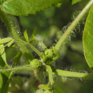 Zapfennuss Blatt gruen Platycarya strobilacea 02