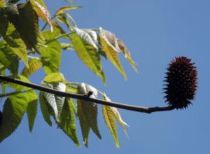 Zapfennuss braun Platycarya strobilacea 04