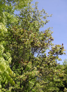 Zapfennuss braun Platycarya strobilacea 06