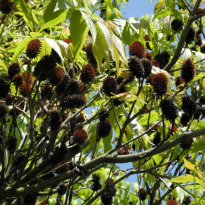 Zapfennuss braun Platycarya strobilacea 07