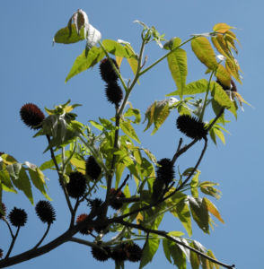 Zapfennuss braun Platycarya strobilacea 08