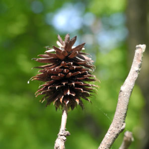 Zapfennuss braun Platycarya strobilacea 11