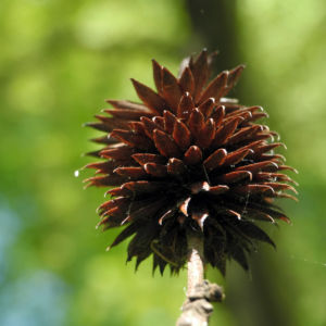 Zapfennuss braun Platycarya strobilacea 12