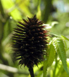 Zapfennuss braun Platycarya strobilacea 13