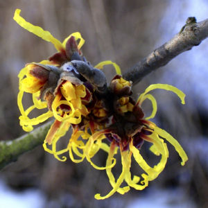 Zaubernuss Bluete gelb im Schnee Hamamelis virginiana 01