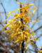 Zurück zum kompletten Bilderset Virginische Zaubernuss Blüte gelb Schnee Hamamelis virginiana