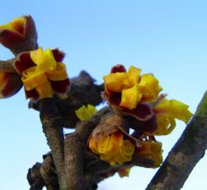 Zaubernuss Bluete gelb im Schnee Hamamelis virginiana 07