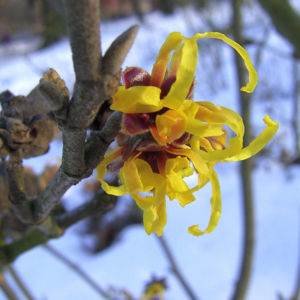 Zaubernuss Bluete gelb im Schnee Hamamelis virginiana 10