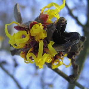 Zaubernuss Bluete gelb im Schnee Hamamelis virginiana 13