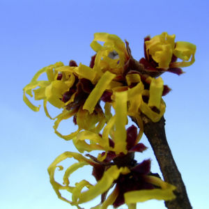 Zaubernuss Bluete gelb im Schnee Hamamelis virginiana 14