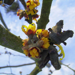 Zaubernuss Bluete gelb im Schnee Hamamelis virginiana 16