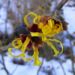 Zurück zum kompletten Bilderset Chinesische Zaubernuss Blüte gelb Hamamelis mollis