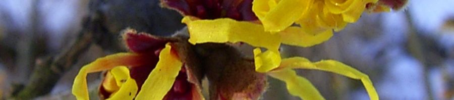 Anklicken um das ganze Bild zu sehen  Chinesische Zaubernuss Blüte gelb Hamamelis mollis