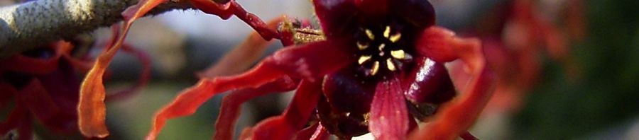 Anklicken um das ganze Bild zu sehen  Hybrid-Zaubernuss Ruby Glow Blüte rot Hamamelis × intermedia