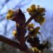 Zurück zum kompletten Bilderset Virginische Zaubernuss Blüte gelb Hamamelis virginiana